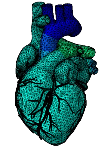 heart nobackground